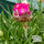 Buy Armeria maritima Rose (Thrift) online from Jacksons Nurseries.