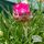 Buy Armeria maritima Rose (Thrift) online from Jacksons Nurseries.