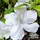 Buy Azalea 'Pleasant White' (Evergreen Dwarf Japanese Azalea) online from Jacksons Nurseries.