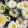 Buy Bellis White  online from Jackson's Nurseries.