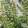 Buy Calluna vulgaris Kerstin (Scots Heather) online from Jacksons Nurseries.
