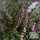 Buy Calluna vulgaris Tib (Scots Heather) online from Jacksons Nurseries.