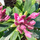 Buy Daphne transatlantica pink fragrance (Daphne) online from Jacksons Nurseries.