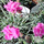 Buy Dianthus Whatfield Cancan online from Jackson's Nurseries.