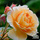 Buy Rose 'Easy Going'  (Floribunda Rose) online from Jacksons Nurseries.