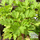 Buy Tanacetum parthenium, (Feverfew) online from Jacksons Nurseries.
