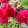 Buy Helianthemum Cerise Queen (Rock Rose) online from Jacksons Nurseries.