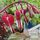 Buy Lamprocapnos spectabilis 'Valentine' (Dicentra)  (Bleeding Heart) online from Jacksons Nurseries.