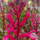 Buy Lobelia speciosa 'Rose Princess' online from Jacksons Nurseries.