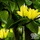Buy Magnolia Daphne (Magnolia) online from Jacksons Nurseries.