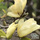 Buy Magnolia 'Yellow River' (Magnolia) online from Jacksons Nurseries.