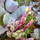 Buy Mahonia aquifolium Apollo (Oregon Grape) online from Jacksons Nurseries.