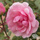 Buy Rosa Maman Turbat (Polyantha shrub) online from Jacksons Nurseries