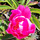 Buy Paeonia 'lactiflora' (Peony) online from Jacksons Nurseries.