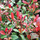 Buy Photinia x fraseri Red Robin tree online from Jacksons Nurseries. for UK delivery.