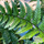 Buy Polystichum Tsussimense fern online from Jacksons Nurseries.