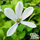 Buy Pratia pedunculata 'Alba' online from Jacksons Nurseries.
