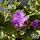 Buy Rhododendron dwarf songbird online from Jacksons Nurseries.