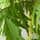 Buy Rhus typhina laciniata, scarlet sumac (Scarlet Sumac)  online from Jacksons Nurseries.