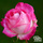 Buy Rose Gaujard (Floribunda Rose) online from Jacksons Nurseries