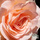 Buy Rosa Geraldine (Floribunda Rose) online from Jacksons Nurseries.