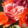 Buy Rosa Special Wishes  (Floribunda Rose) online from Jacksons Nurseries.