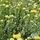 Buy Santolina Chamaecyparissus Pretty Carol (Lavander Cotton) online from Jacksons Nurseries.