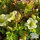 Buy Saxifraga x arendsii 'Lime Green'' online from Jacksons Nurseries.