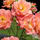 Buy Rosa Scent from heaven from Jacksons Nurseries