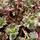 Buy Sedum Variegatum  (Stonecrop) online from Jacksons Nurseries.
