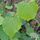 Buy Tilia Cordata (Common Lime Tree) online from Jacksons Nurseries.