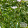 Buy Acer palmatum Shishigashira (Japanese Maple) online from Jacksons Nurseries.