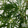Buy Acer palmatum Viridis (Japanese Maple) online from Jacksons Nurseries.