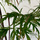 Buy Acer palmatum var. dissectum Inaba Shidare (Japanese Maple) online from Jacksons Nurseries.