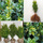 Buy Box Hedging (Buxus sempervirens) for UK delivery - Jackson's Nurseries