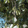 Buy Weeping Silver Birch (Betula pendula) bare root online from Jacksons Nurseries.