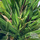 Buy Carex morrowii Variegata online from Jacksons Nurseries.