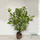Buy laurel hedging bare root (Prunus laurocerasus Rotundifolia) in the UK online from Jacksons Nurseries.