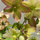 Buy Helleborus Crystal Love (Christmas Rose) online from Jacksons Nurseries.