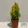 Buy Thuja occidentalis jantar (White Cedar) online from Jacksons Nurseries.