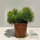 Buy Pinus mugo Pumilio online from Jacksons Nurseries.