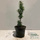 Buy Taxus baccata Fastigiata (Irish Yew) online from Jacksons Nurseries.