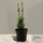 Buy Taxus baccata Fastigiata Aurea online from Jacksons Nurseries