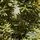 Buy Taxus baccata 'Fastigiata Aureomarginata' (Golden Irish Yew) online from Jacksons Nurseries.