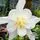 Buy Aquilegia Nivea online from Jacksons Nurseries.