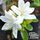 Azalea Diamond White 1