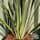 Buy Phormium Brown Sugar  (New Zealand Flax) online from Jacksons Nurseries.