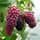 Buy Tayberry Medina online from Jacksons Nurseries.