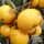 Buy Malus Butterball online from Jacksons Nurseries.
