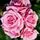 Buy Rosa 'Pretty Polly' (Patio Rose) online from Jacksons Nurseries